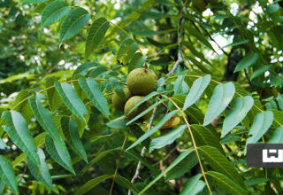 نهال گردو