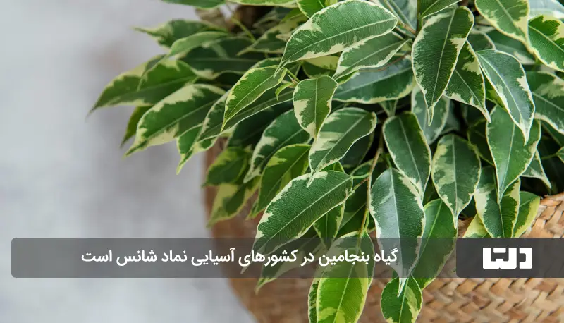 گیاه بنجامین