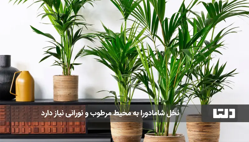 لوکس ترین گیاهان آپارتمانی