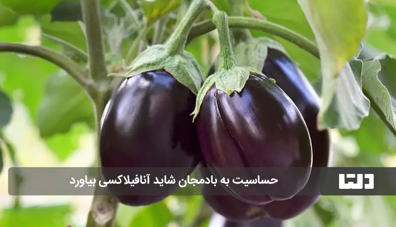 حساسیت به بادمجان