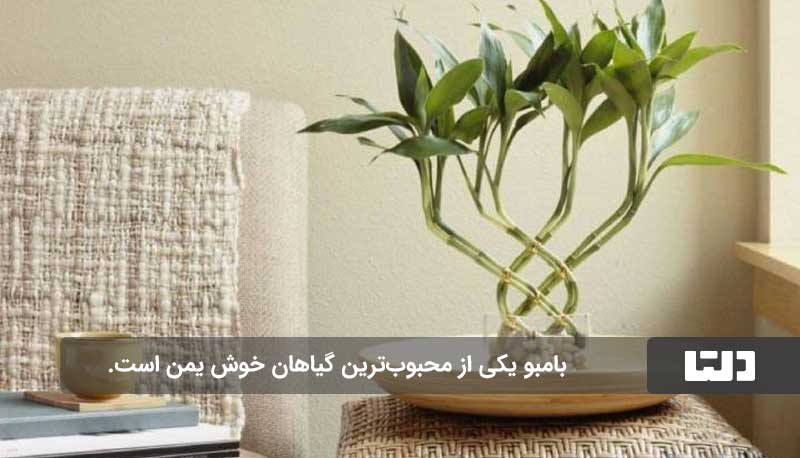 گیاهان آپارتمانی که خوش شانسی می آورند