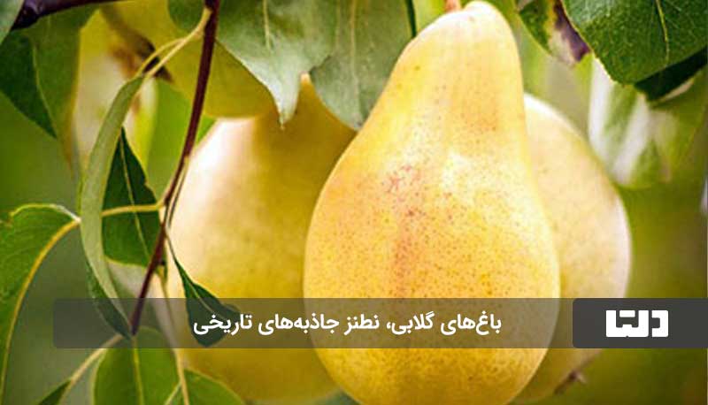 شهر گلابی ایران کجاست؟