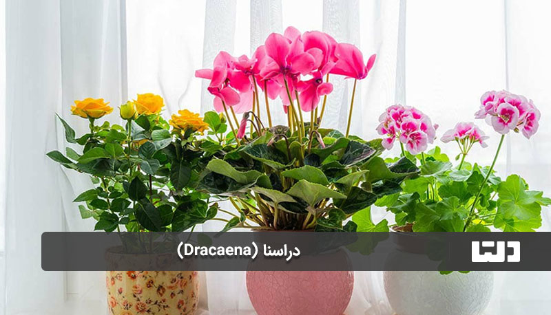 دراسنا (Dracaena)