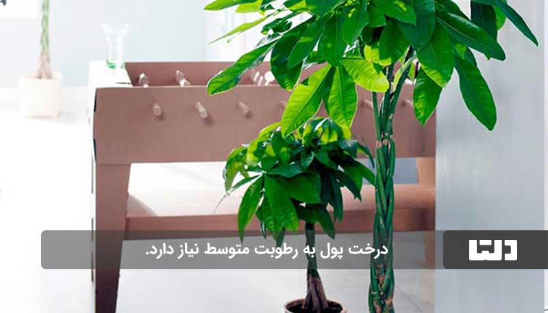 درخت پول، نمادی از ثروت و خوشبختی در خانه شما