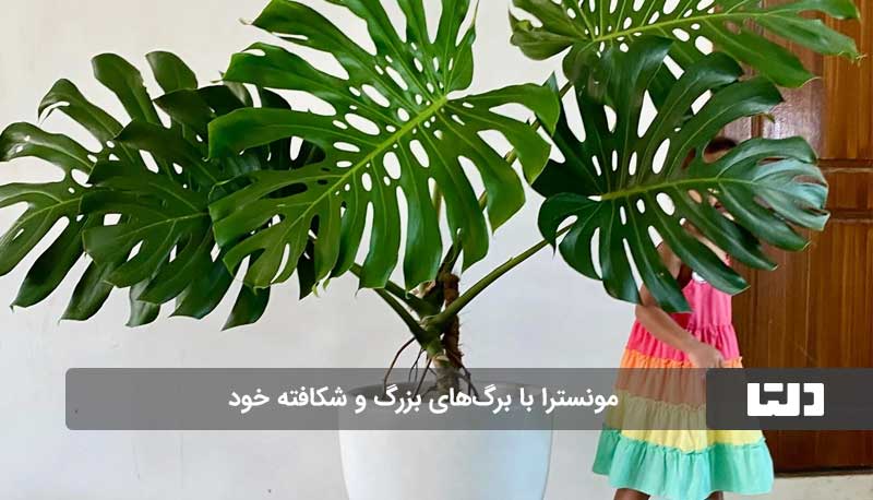 زیباترین مدل های گل بزرگ آپارتمانی برای دکوراسیون مدرن