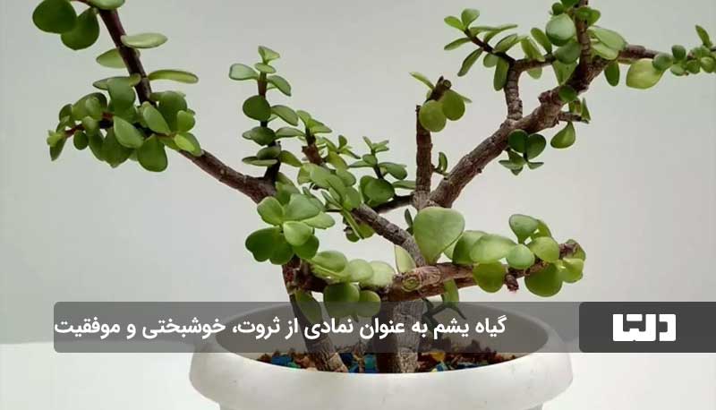 گیاه یشم