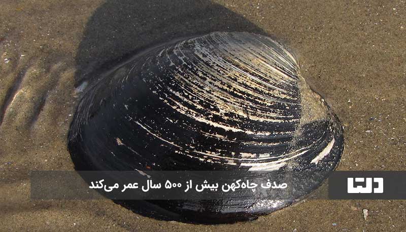 صدف دریایی