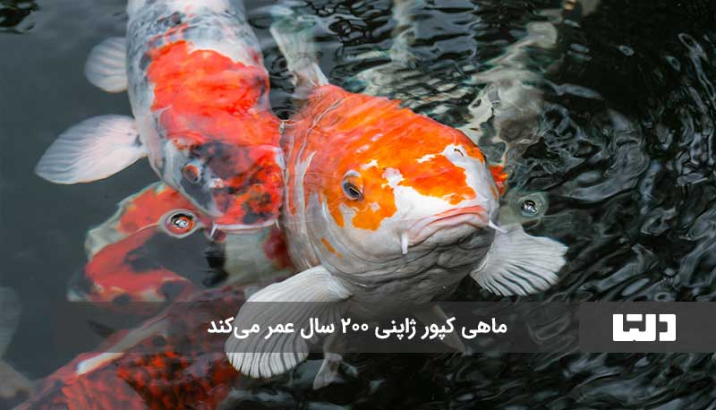 ماهی کپور