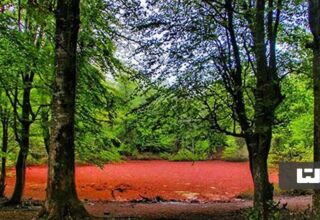 مرداب هسل مازندران؛ تجربه یک سفر صورتی!