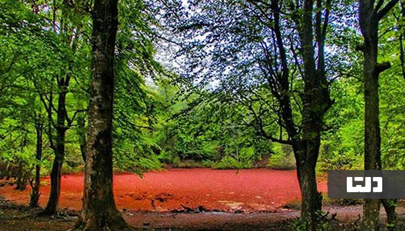 مرداب هسل مازندران؛ تجربه یک سفر صورتی!