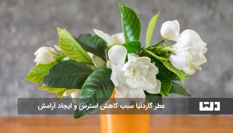 گاردنیا،گیاهی خوشبو برای دکوراسیون منزل شما