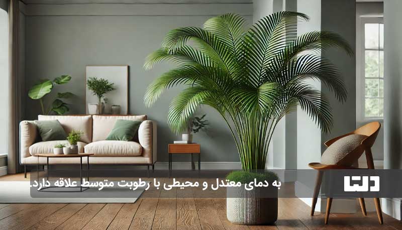 نخل اریکا، گیاهی زیبا و مقاوم برای خانه و محل کار