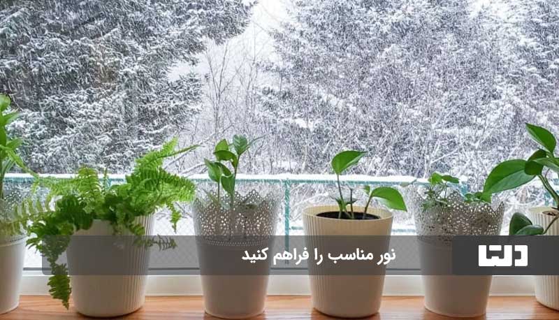 ترفندهای مراقبت از گیاهان خانگی در زمستان