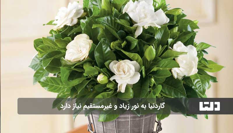 گاردنیا،گیاهی خوشبو برای دکوراسیون منزل شما