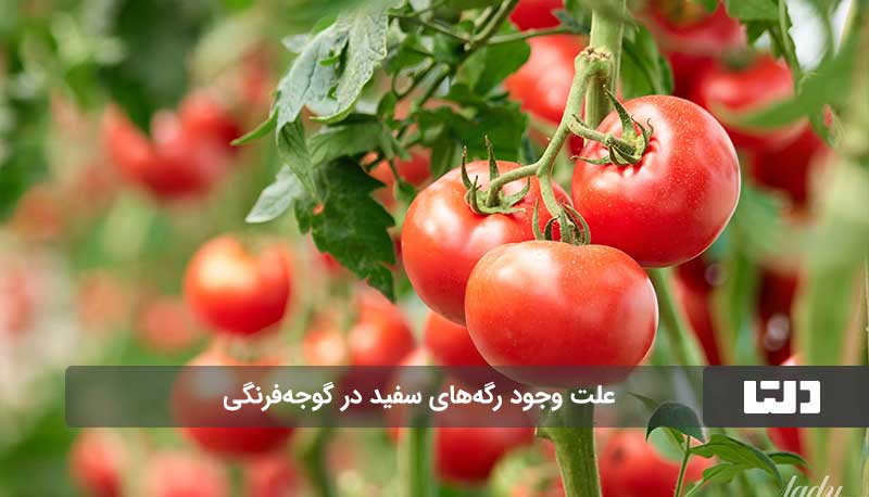 گوجه‌فرنگی