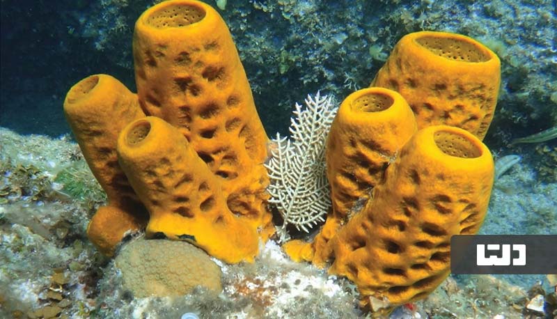 اسفنج‌ها (Sponges)