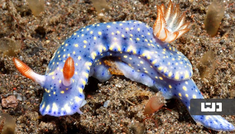 حلزون‌های دریایی (Sea Slugs)