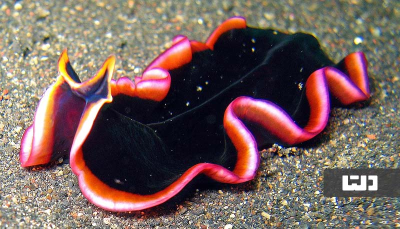 دولفین‌های بدون مغز (Flatworms)