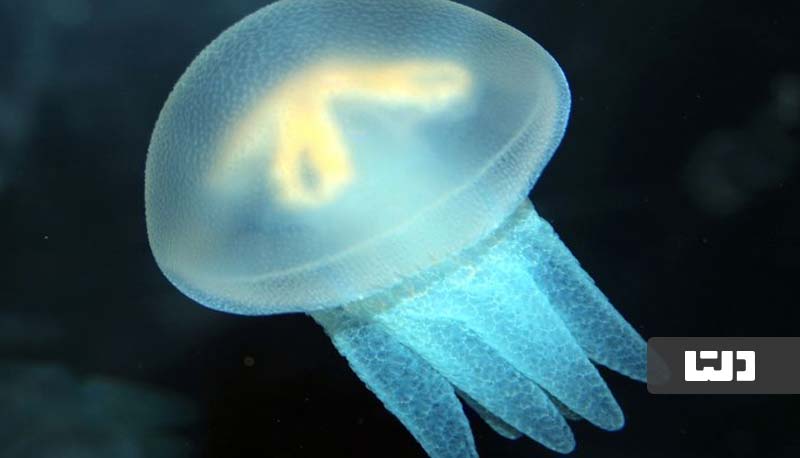 مدوزاها (Jellyfish)