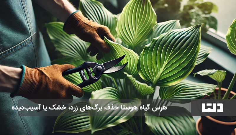 هوستا، گیاه آپارتمانی جذاب و مقاوم برای خانه‌های ایرانی